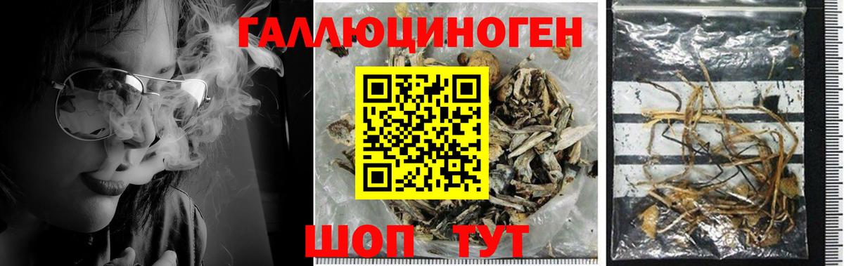 Псилоцибиновые грибы мицелий  Вход с VPN  как найти   Балтийск 